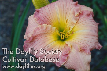 Daylily Pink Merriment